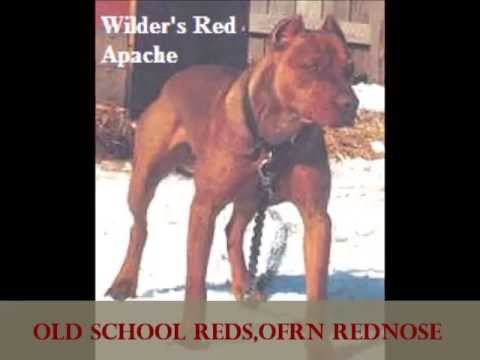 hemphill wilder pitbulls