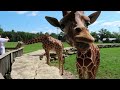 Safari Train Ride Adventure At Timbavati Wildlife Park In Wisconsin Dells