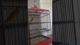 Download Lagu KENARI RASA REDSISKIN MEWAH MP3 Download Lagu KENARI RASA REDSISKIN MEWAH MP3