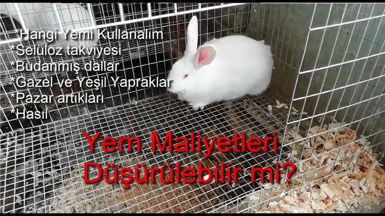 Yem Maliyetleri Düşürülebilir mi-1