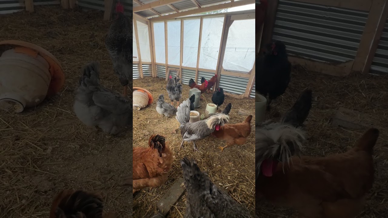 Chickens being themselves in the chicken run. 🐔🐓