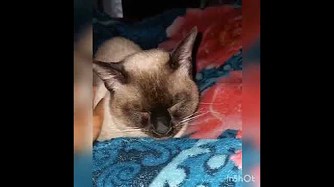 Video 5143831: persian siamese cat, pets animals dog, dog pet lovely