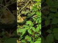 Massive Black Racer eating a Copperhead