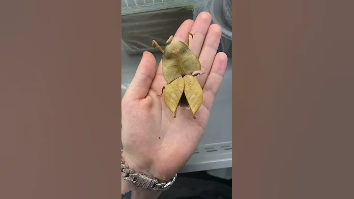 Leaf praying mantises - DayDayNews