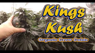 How to Grow Weed at home easy- medical-  Step By Step Documentary.