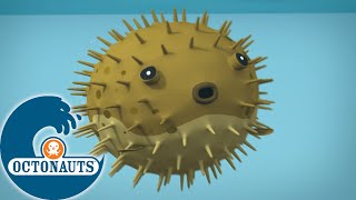 Octonauts - Ne Surprenez Pas Le Poisson-Globe Dessins Animés Pour Enfants