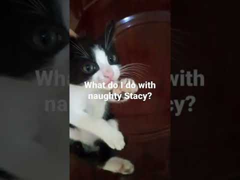 #shorts what do in do with naughly Stacy 🐱🐱🐱