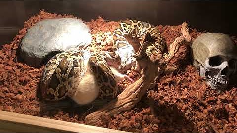 5 Foot Burmese Python Eating Large Rat  *LIVE FEEDING*