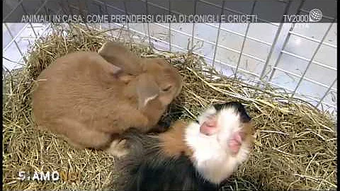 Come si chiama la famiglia dei conigli?