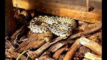 Sonoran Gopher Snake. Rattlesnake mimic