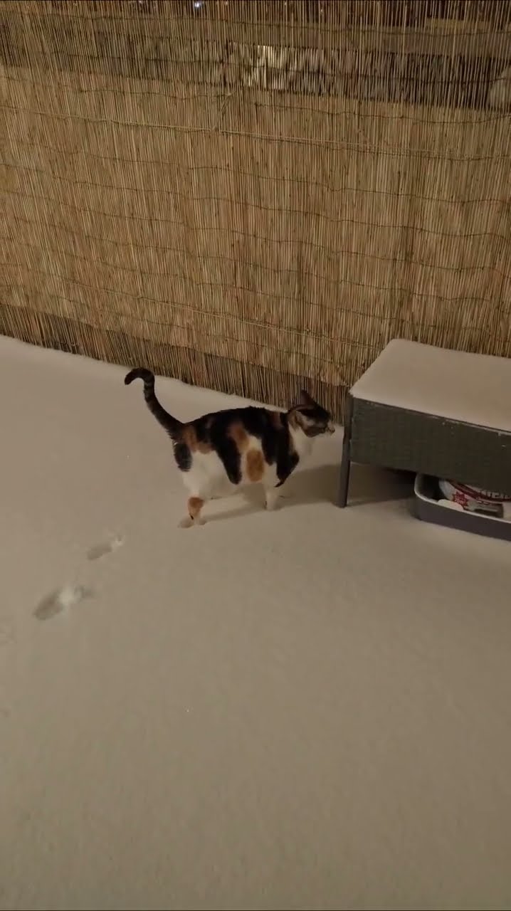Top des vidéos très mignon ♥️ ❄️ ♥️