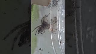 Fable after her molt into her 5th instar