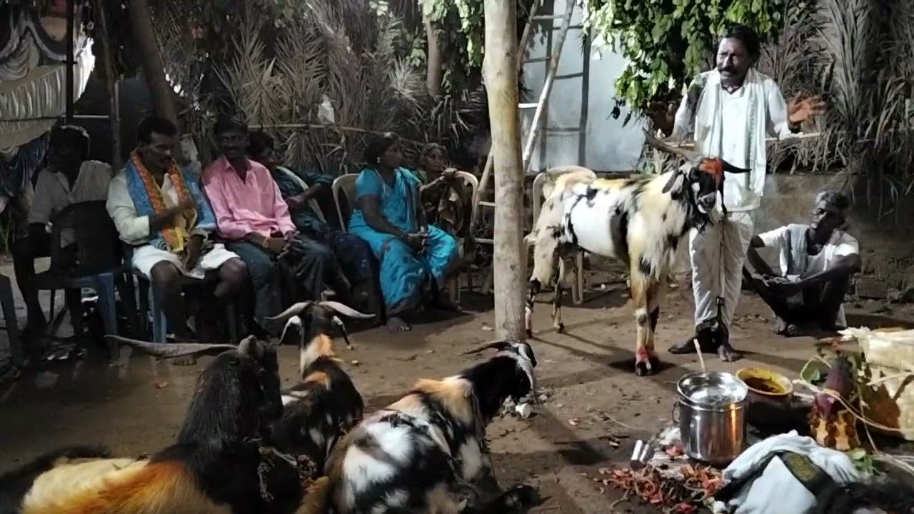 తాన్ని మల్లేషు గురువు గారు, నూకలాడ(గ్రామం) గావు,విజయనగరం ,జిల్లా,  24/03/25,