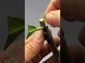 Fruit tree grafting technique sharing #graftingtechniques #Hongzedelicious #graftingtechniquesharing