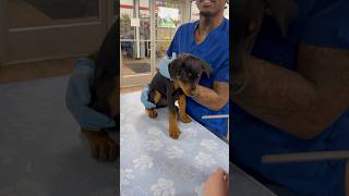 Teddy is getting his second shots at Tractor Supply!