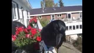 Conversation with Raymond the Raven. He has returned!!!