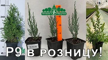 Открываем продажу саженцев плодовых и декоративных кустарников в контейнерах Р9.