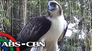 Ang agilang si Pamana, kilalanin