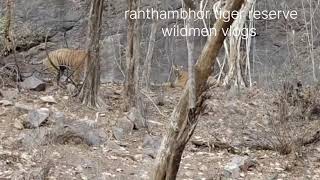 ranthambhor# National# park #zone #2024 #viral #video #