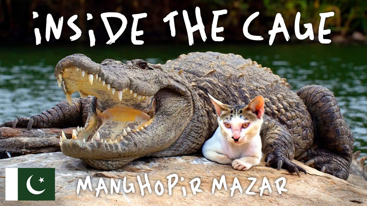 Hand-Feeding Crocodiles at a Secret Shrine in Pakistan! 🇵🇰