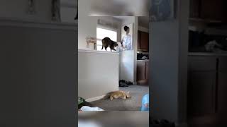 Silly Cats Funny Daily 😂😂Life#Cat #Kitten #Funnycats #Funnyshorts #Cutecat #Fypシ