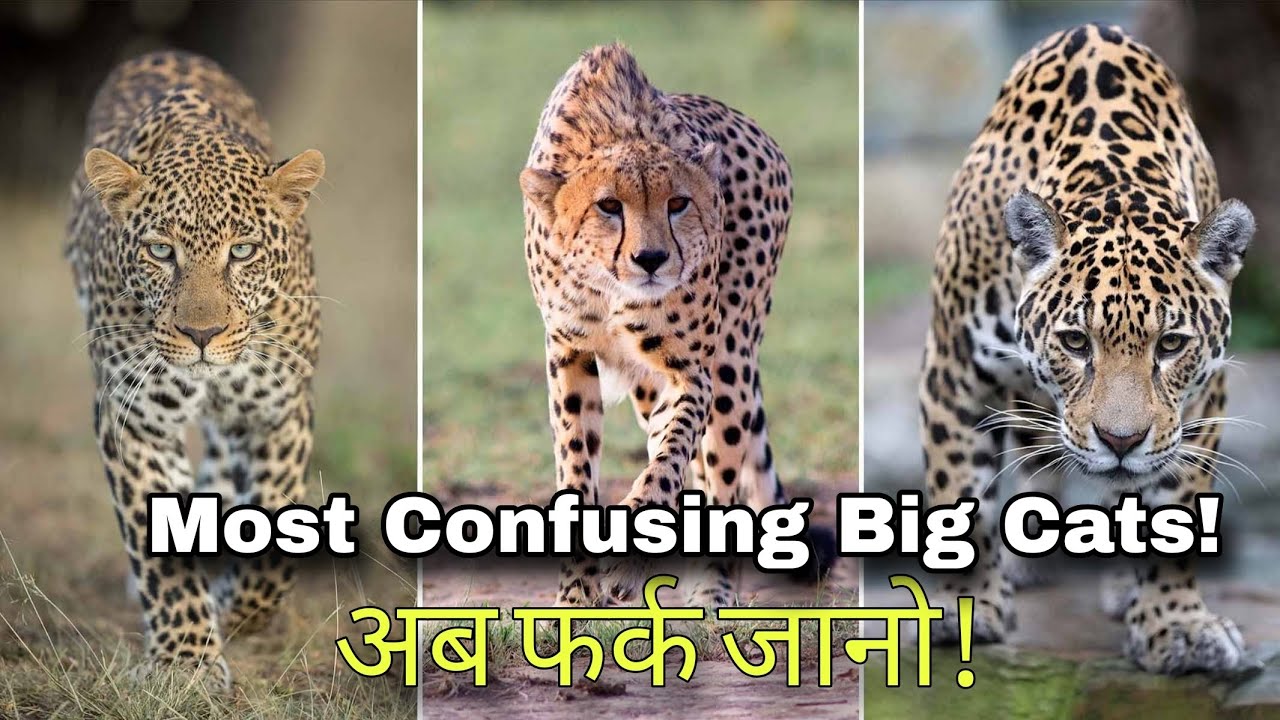 Difference between Cheetah, Leopard  & Jaguar Explained in hindi. | Cheetah vs Leopard vs Jaguar |