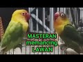 suara masteran lovebird ngekek panjang | pancingan labet memanggil lawan