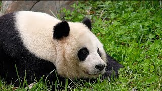 Cao Cao is the most legendary panda, having successfully bred with wild giant pandas