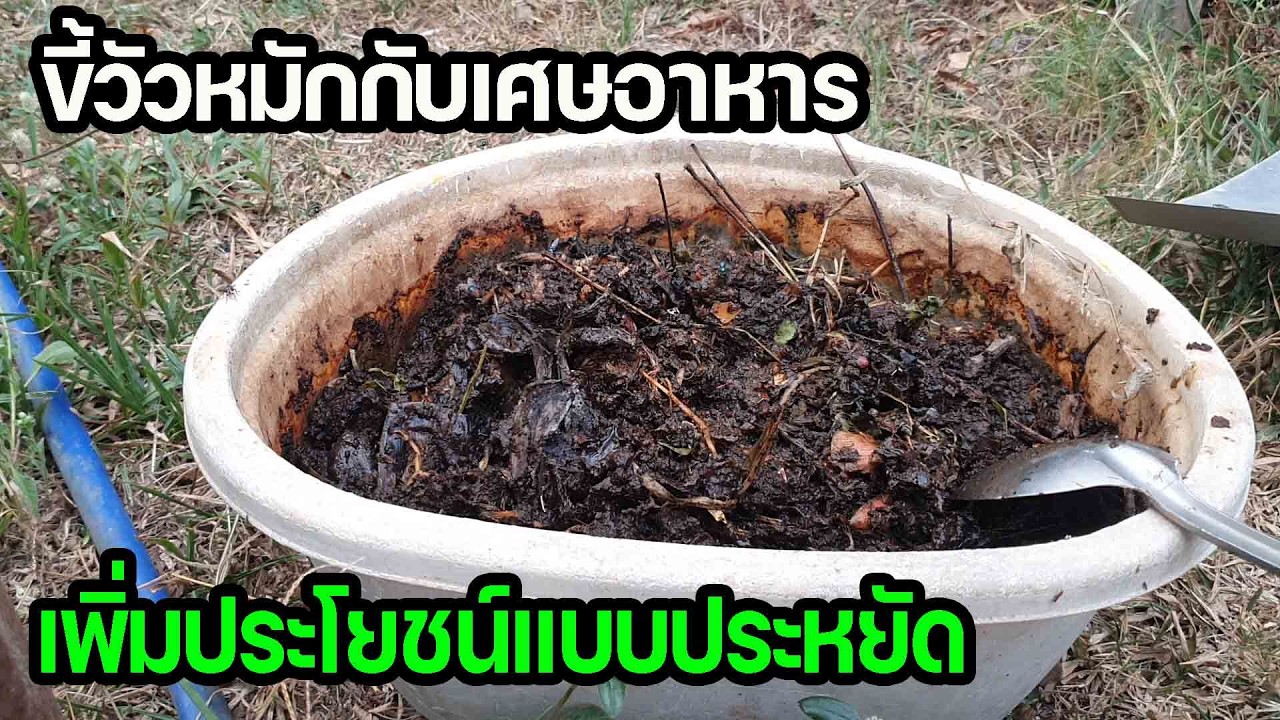 อัพเดทปุ๋ยหมักขี้วัว ที่เพิ่มการหมักด้วยเศษเหลือๆจากในครัว เพิ่มประโยชน์แบบประหยัด ต่ายHunberryz.