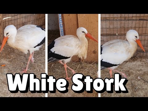 Video: Er Hvite Storker Avhengige Av Søppelmat? Effekter Av Bruk Av Deponier På Bevegelse Og Oppførsel Av Hvite Storker (Ciconia Ciconia) Fra En Delvis Trekkende Befolkning