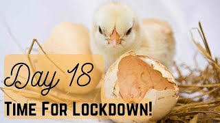 Candling The Incubated Eggs | Day 18 | Incubation Lockdown