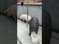 Trained Pigs : Pee in Three Buckets