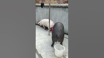 Trained Pigs : Pee in Three Buckets