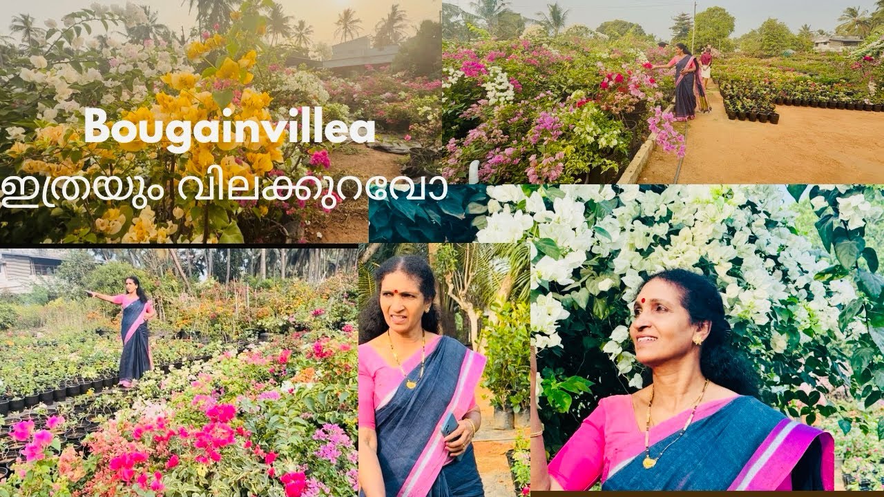 കുറഞ്ഞ വിലക്ക് കടലാസ്പൂക്കൾ വാങ്ങാം |Anithasree#bougainvillea 