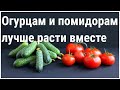 Огурцы в Помидорной теплице. Почему можно и нужно сажать огурцы вместе с помидорами.