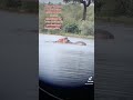 Hippo vs Hippo #wildlife #shorts #EvenetMakukule #africa #hippopotamus