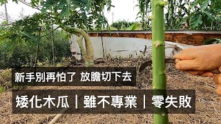 矮化木瓜︱雖不專業︱零失敗?新手別再怕了 放膽切下去