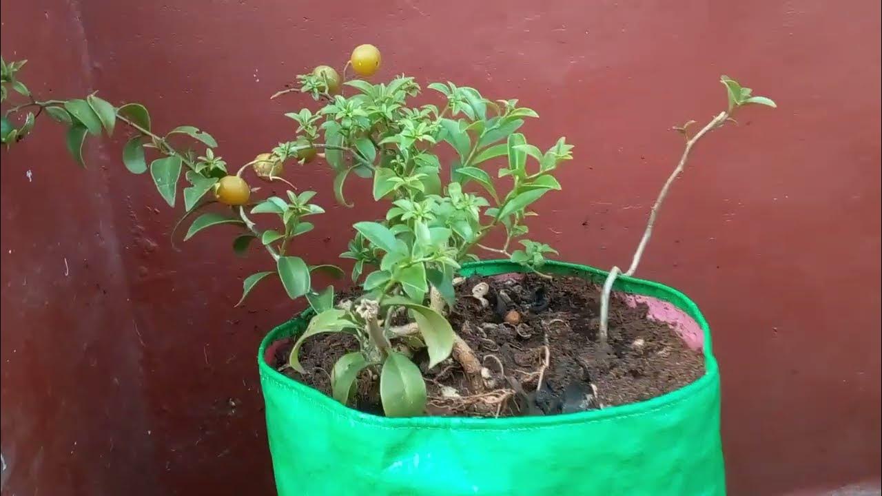 Lemon Vine Plant In Terrace GardenTamil Neithal YouTube