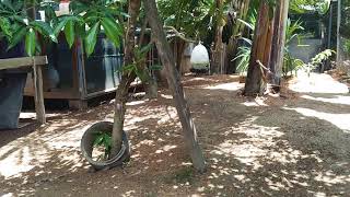 Tempat Tidur Ank2 Pembaka.