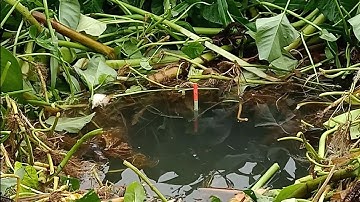 Không ngờ câu cá trúng cái lỗ mà cá nhiều đến thế | Câu cá chép -cá trê ổ T208