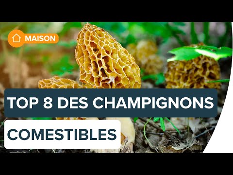 Identifier les champignons comestibles | Futura