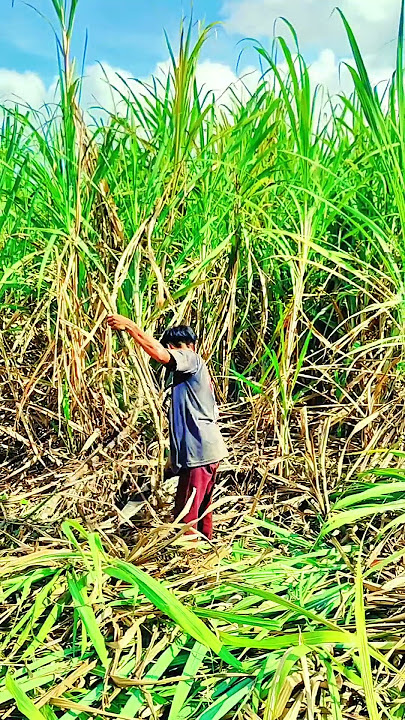MANUAL LABOR #hardworkers #provincelife #hacienda #sugarland #sugarcane #viralshorts #negros