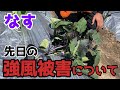 【無農薬】先日の強風被害が深刻…倒れてしまった後の今後や対策について【ナス】