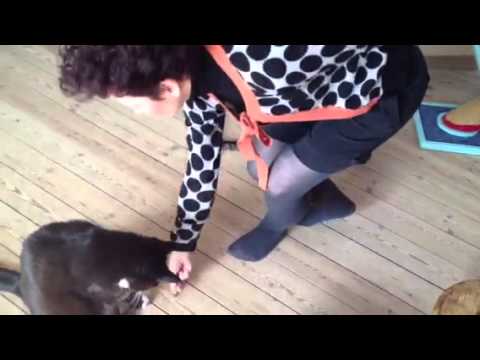 Video: Sådan Lærer Du Din Kat At Gå I Kuldkassen
