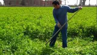 حش البرسيم ... Harvesting Alfalfa