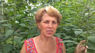 Все о топинамбуре от цветения до плодоношения и приготовления блюд Все о топинамбуре от цветения до плодоношения и приготовления блюд