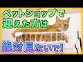 猫の誕生日12月～2月が存在しない理由