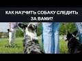 Как научить собаку следить за вами?