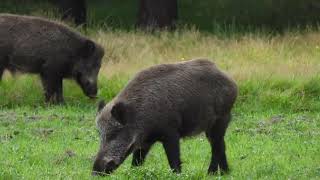 Rotte wilde zwijnen bij de Kroondomeinen