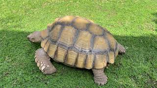 3 SECRETS TO A BEAUTIFUL TORTOISE SHELL 🐢 screenshot 5